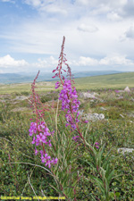 fireweed